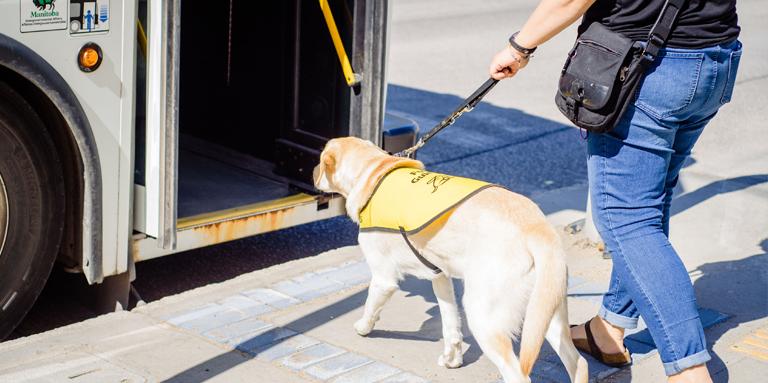 Un chien-guide jaune portant un gilet jaune, qui monte dans un bus.
