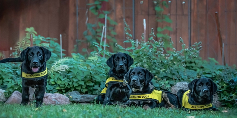 four black labs in future guide dog vests