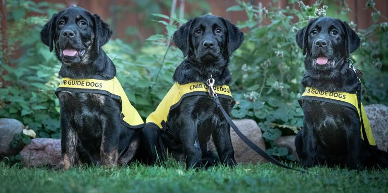 Three CNIB Guide Dogs sitting in the grass staring at the camera.