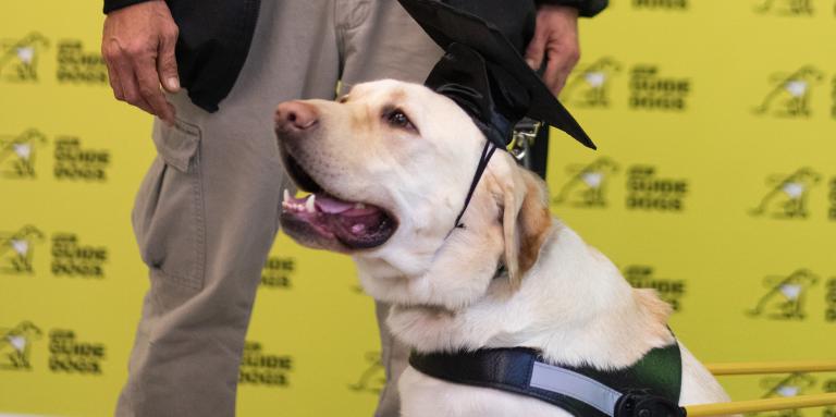 A yellow Labrador-retriever CNIB Guide Dog attending his graduation, wearing a harness and mortarboard graduation cap. His handler’s hand is in the frame holding his leash.