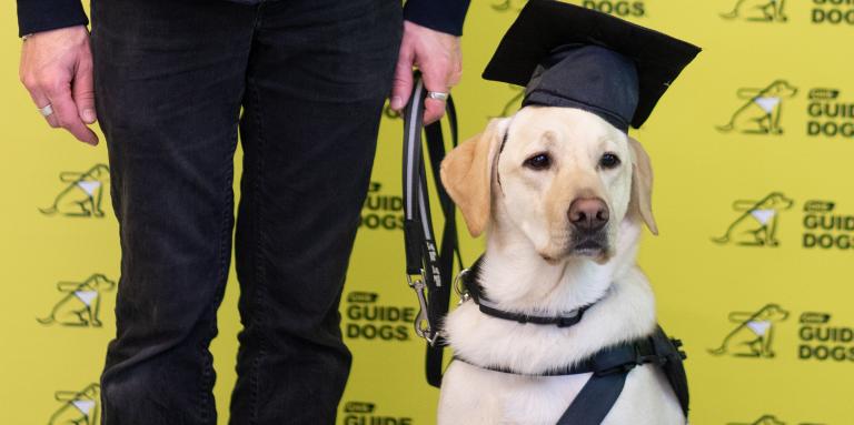 A yellow Labrador-Retriever CNIB Guide Dog attending her graduation, wearing a harness and mortarboard graduation cap. Her handler’s hand is in the frame holding her leash