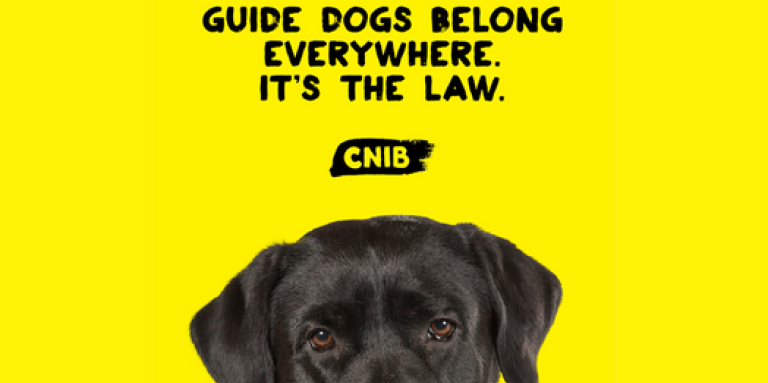The top of guide dogs head against a yellow background. The dog is black lab and its head appears halfway down the page. The text "Guide dogs belong everywhere. It’s the law.” and the CNIB logo, appear above the dogs head.