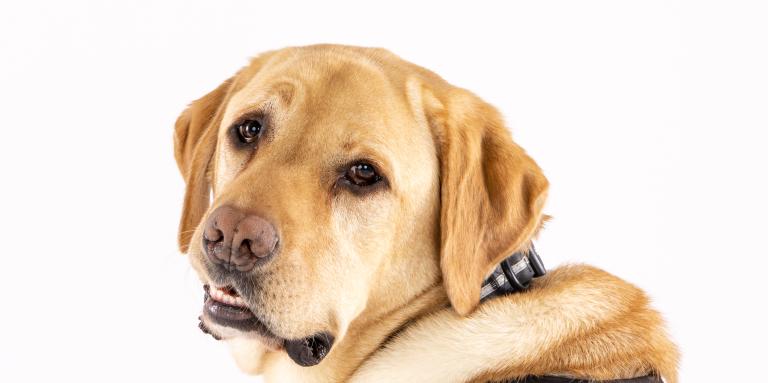 A CNIB Guide Dog in harness looks over its shoulder at the camera. The dog is a yellow Labrador Retriever.