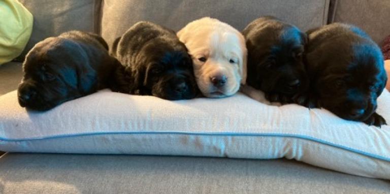 A litter of 5 puppies sleeps on a dog bed. Four puppies are black female labs (Jedda, Makali, Hera, Ella), and one is a yellow male lab (Angus). 
