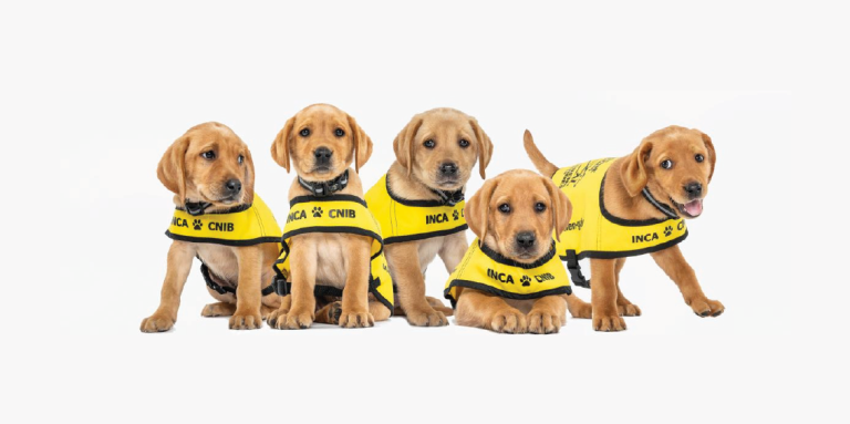 A group of five golden-lab puppies in training wearing yellow training vests. 