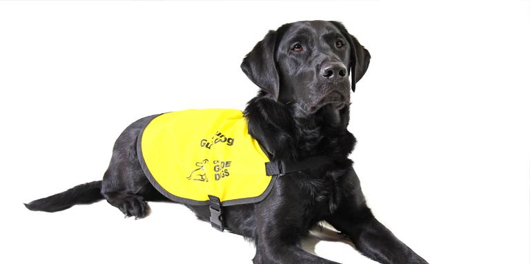 A Black Lab wearing a yellow "Future CNIB Guide Dog" training vest.