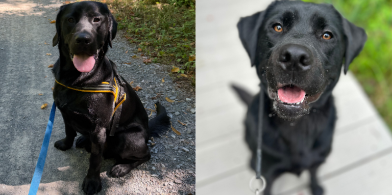 A close-up photo of Pete's face, focusing on his nose and mouth. Pete has bright amber eyes and his mouth is open, showing his tongue. A friendly and curious expression! There are drops of water around Pete's snout. 