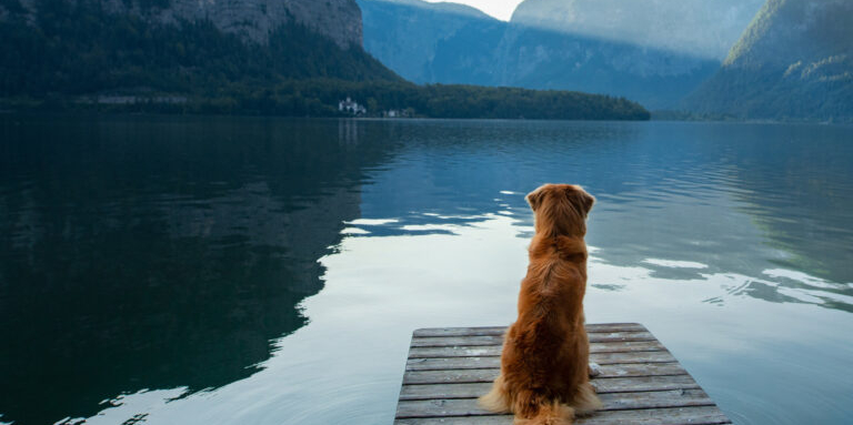 A dog sits at the end of a wooden dock overlooking a calm mountain lake, with forested hills and mountains in the background reflected in the water. The dog faces the scenic landscape, creating a peaceful and contemplative scene.