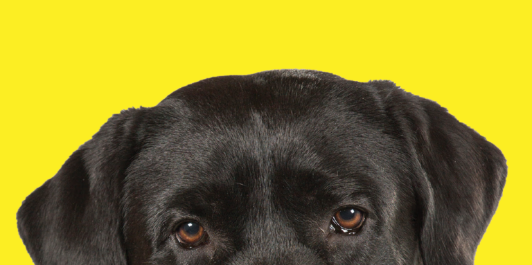 The top of the guide dog's head against a yellow background. The dog is a black lab, and its head appears halfway down the page. 