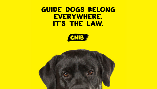 The top of guide dogs head against a yellow background. The dog is black lab and its head appears halfway down the page. The text "Guide dogs belong everywhere. It’s the law.” and the CNIB logo, appear above the dogs head.