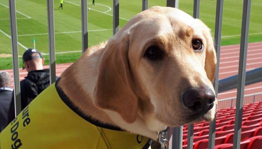 A yellow guide dog in a yellow vest at a sports stadium.