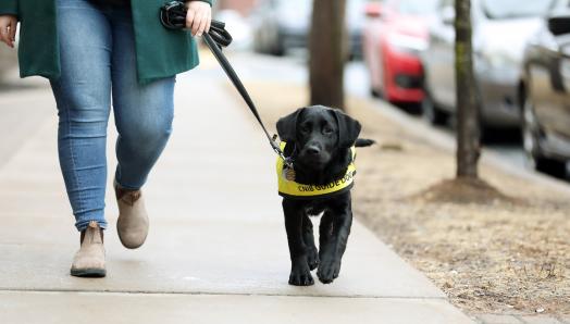 A puppy in training walks (on leash) alongside a woman.