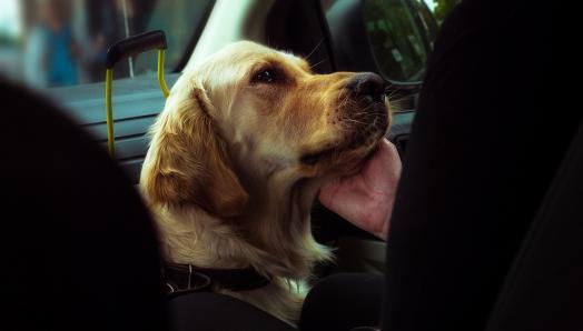 Un maître-chien qui applique la méthode TTouch pour caresser son golden retriever. Le chien-guide est assis sur le plancher d'un siège de passager de voiture entre les jambes de son maître.