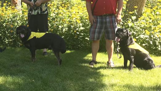 Siblings Percy (left) and Indy (right), two black Labrador-Retrievers, wearing their bright yellow Future Guide Dog vests and smiling for the camera with their tongues sticking out. Percy is standing and Indy is sitting, both at the feet of their volunteer puppy raisers, on grass in front of yellow flowers.