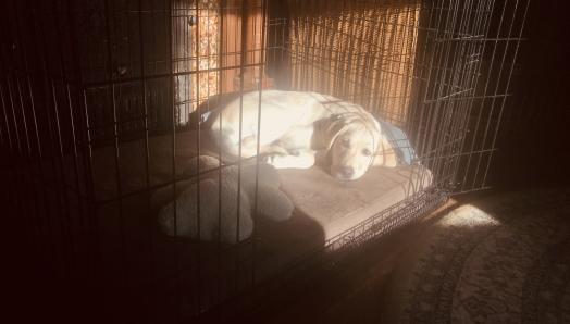 A yellow Labrador-Retriever puppy laying in her crate with the door open, and the sun beaming in on her.