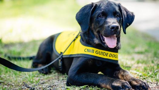 Pepper, a black Labrador-golden retriever cross with brindle markings, as a puppy laying on grass while wearing a bright yellow Future Guide Dog vest