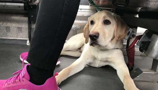 A yellow Labrador-retriever laying under his volunteer puppy raiser’s bus seat
