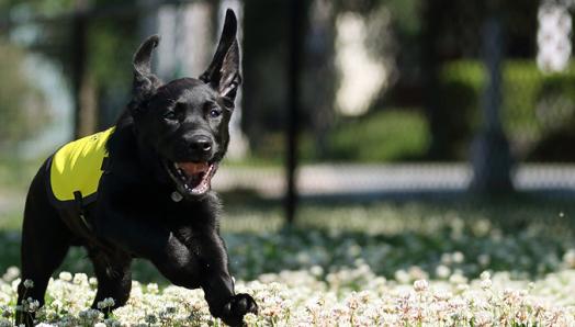 Flinn, a Labrador-retriever cross running through a field with his ears flapping in the wind. 