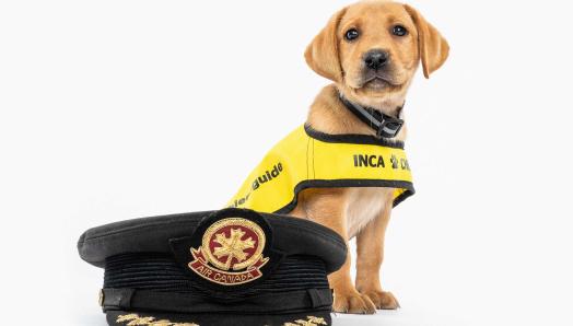 Future CNIB Guide Dog Jet sits behind an Air Canada pilot’s hat. Jet is a yellow lab wearing a bright yellow guide dog vest.
