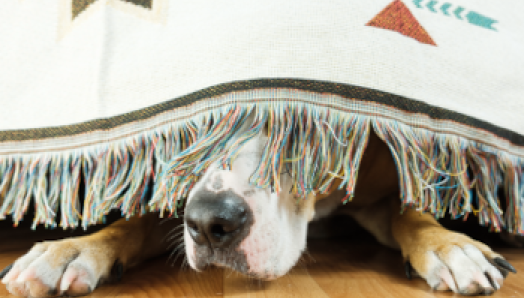  A dog hiding under a blanket on the floor peeks his nose and paws out from underneath.