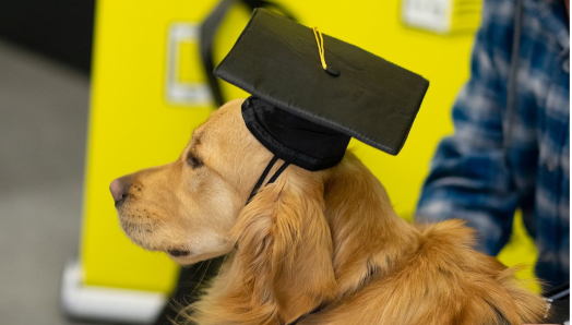 A guide dog and its handler at a graduation ceremony. The handler pets his golden retriever guide dog. The dog is wearing a graduation cap.