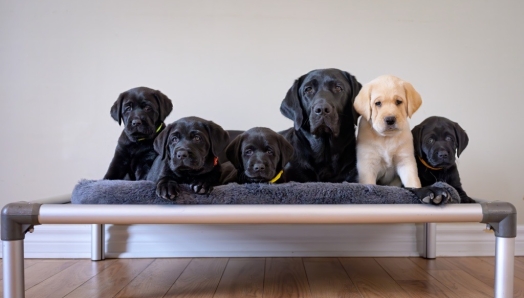 Riley, a black Labrador/golden retriever cross, lays on a dog bed with her litter of five puppies. Four puppies are black females and one is a yellow male. Each puppy wears a different coloured collar.