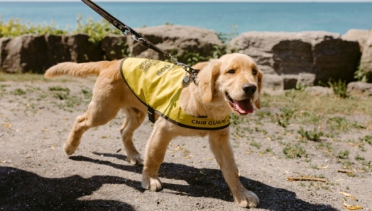 A small golden retriever puppy wearing a yellow Future CNIB Guide Dog training vest on a leash walking by a large body of water.