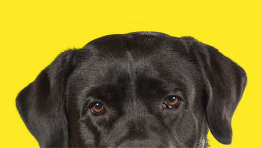 A close-up of a black Labrador guide dog's face, set against a yellow background. The focus is on the dog's eyes and forehead.