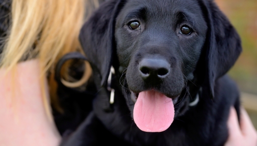 A black lab puppy is held in the arms of a trainer