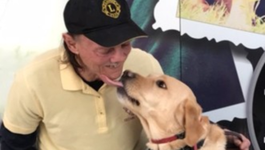 Bill, a guide dog handler wearing a yellow polo shirt and black cap, kneels beside his yellow Labrador guide dog, Lionheart. Lionheart is wearing his harness and licks Bill’s chin as Bill smiles.